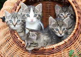 kittens in transportmand